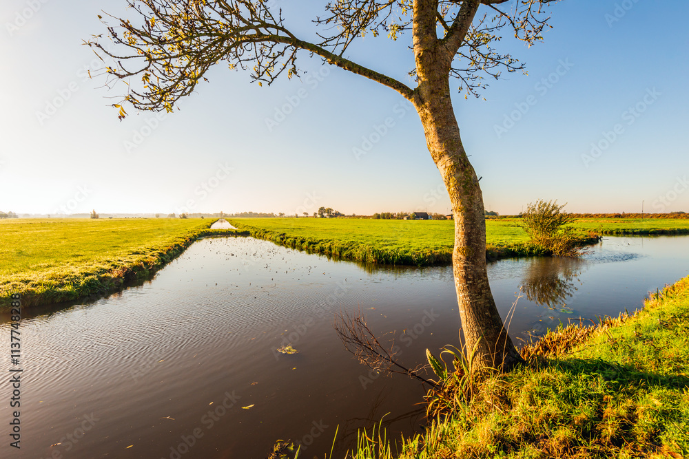 Backlit photo of a tree at the edge of a ditch in a Dutch polder landscape. It is a sunny day in the autumn season.