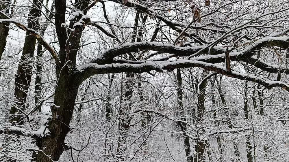 A snow covered tree in the middle of a snowy forest A snow covered tree in the middle of a snowy forest