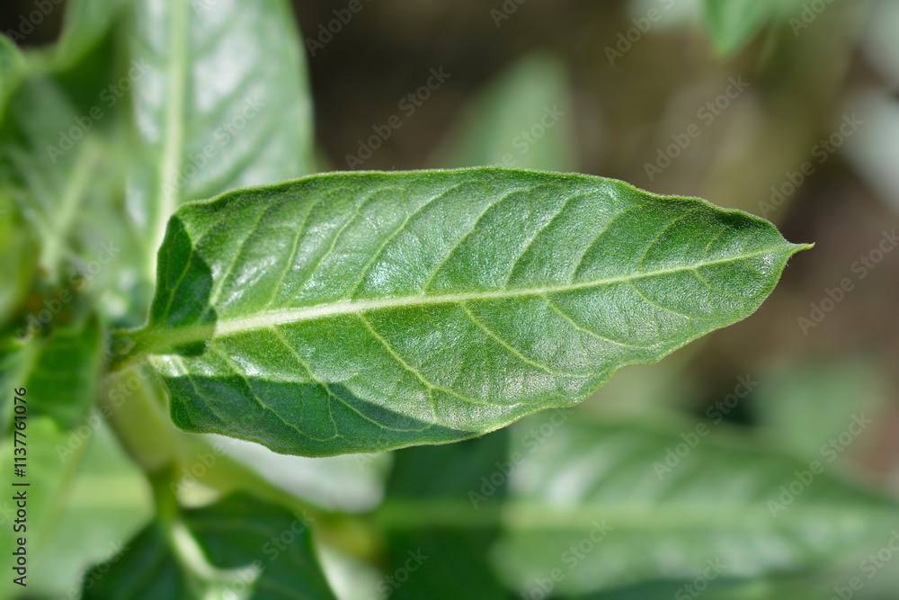 Broad leaved cotton bush leaves Broad leaved cotton bush leaves