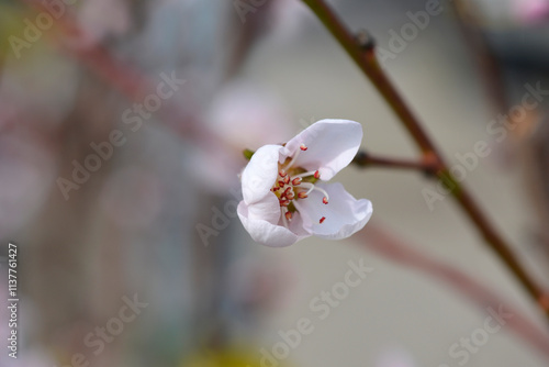 Peach tree Andross flower photo