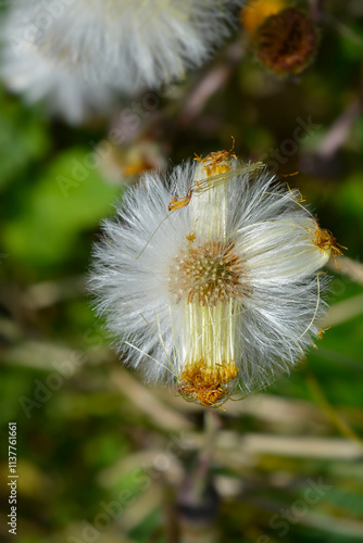 Coltsfoot seed head photo