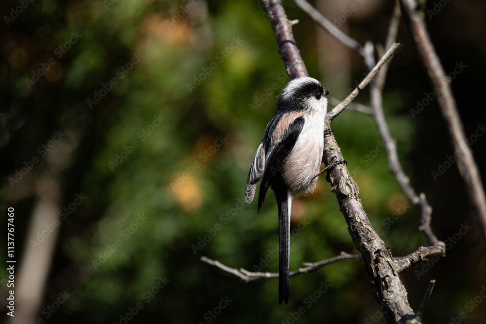 Naklejka premium エナガ