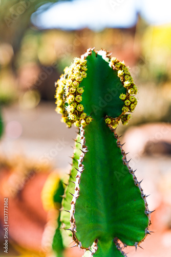Flowering cactus, Lanzarote, Canary Islands