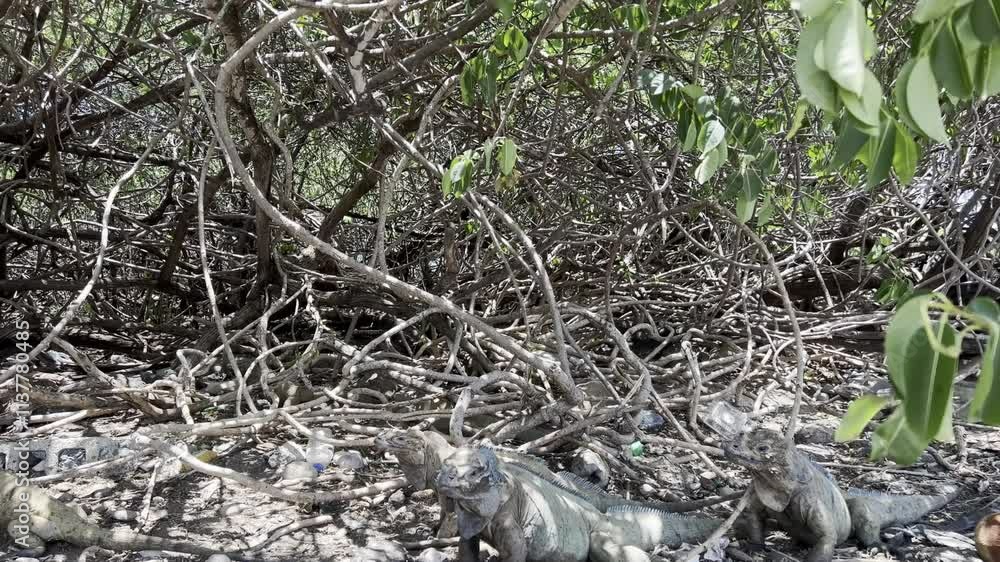 Group of rhinoceros iguana in the shade under the bushes on the Calderas peninsula near Baní in the Dominican Republic Group of rhinoceros iguana in the shade under the bushes on the Calderas peninsula near Baní in the Dominican Republic