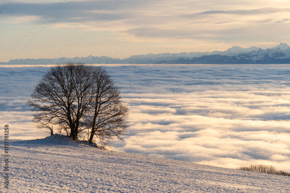 Deux arbres au milieu d'un champ avec la mer de brouillard sur la plaine et les Alpes Suisse en arrière plan Deux arbres au milieu d'un champ avec la mer de brouillard sur la plaine et les Alpes Suisse en arrière plan