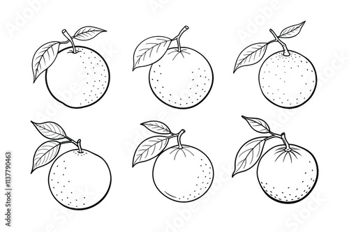 orange  fruits line art vector illustration