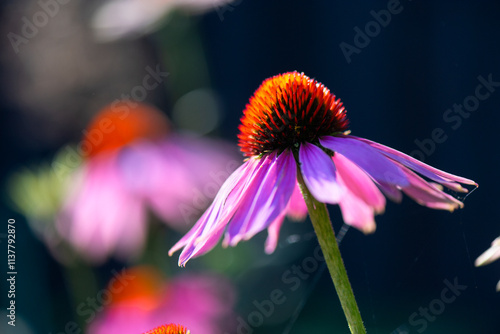 Sunhat Echinacea purpurea