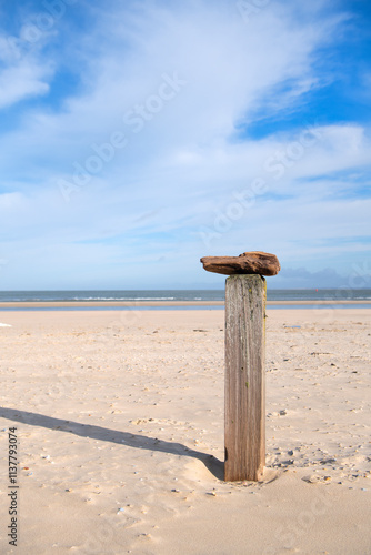 Drift wood at the beach