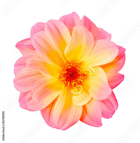 Dahlia flower  on   isolated background. Closeup.  Transparent background.