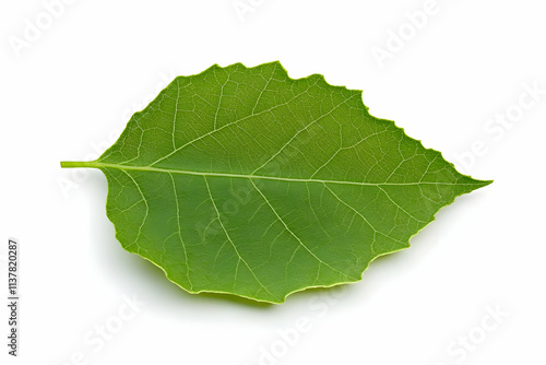 Green Leaf Photo Closeup