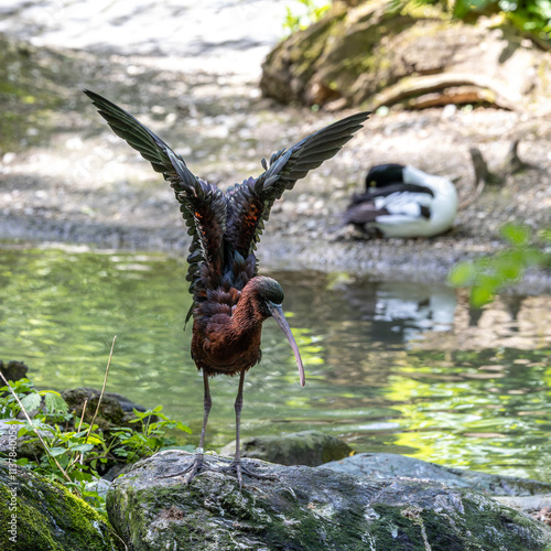 Glossy ibis, Plegadis falcinellus in a german nature park photo