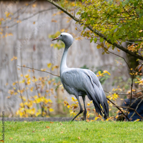 The Blue Crane, Grus paradisea, is an endangered bird photo