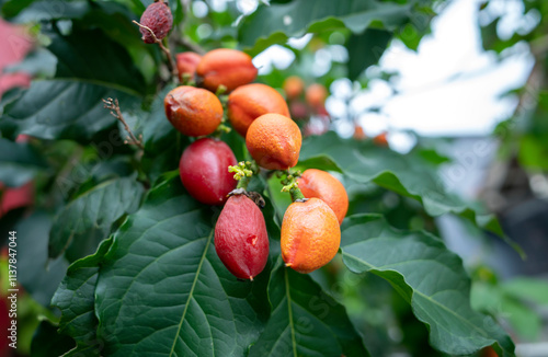 Peanut butter (Bunchosia armeniaca) ready to harvest photo