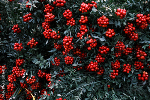 a group of coquina flower for christmas season