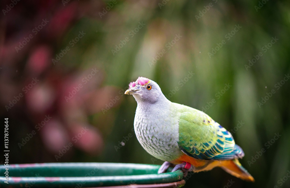 Obraz premium fruit dove