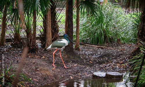 black-necked sork photo