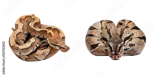 boa constrictor. Generative AI. photo