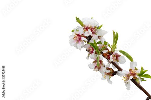 Ein blühende Mandelbaumzweig mit Schnee auf den Blüten. Frostgefahr für die frühblühende Pflanzen im Frühling. Transparente Hintergrund.