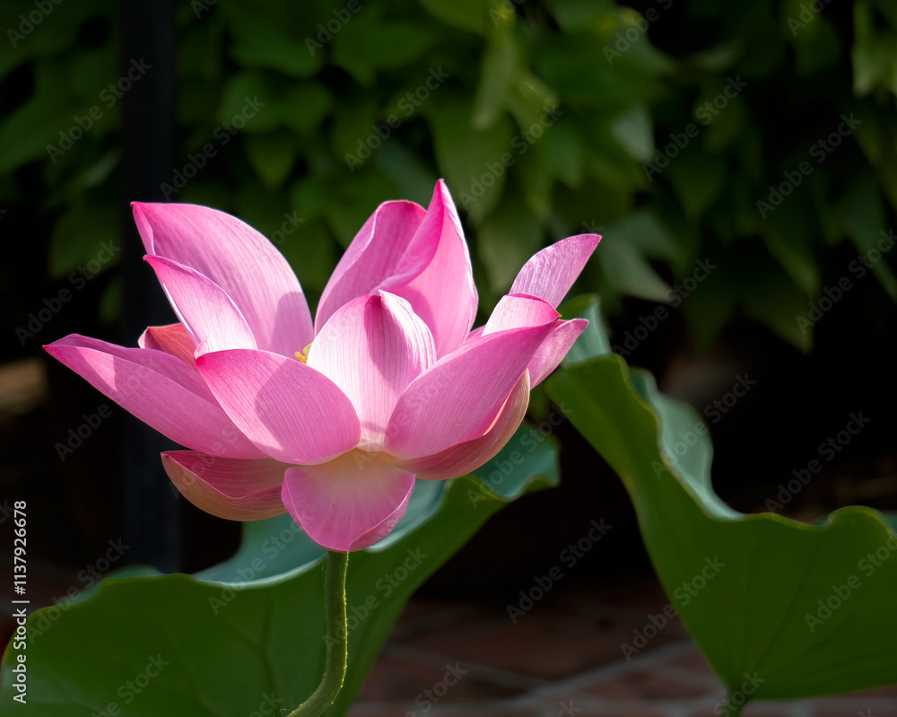 Fototapeta premium Blooming pink water lily.