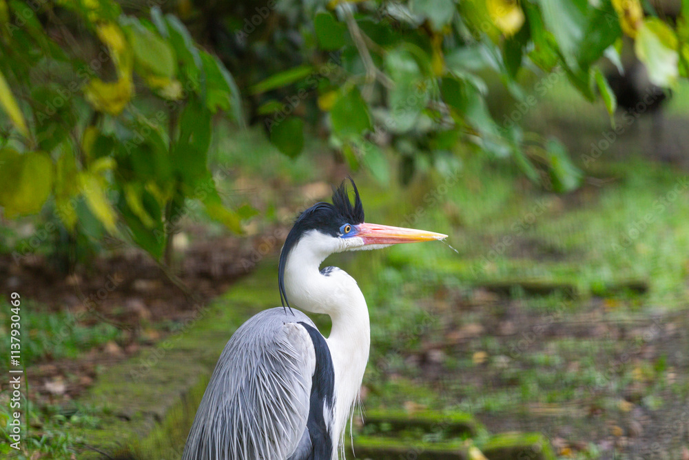 Naklejka premium Close-up of a cocoi heron (Ardea cocoi) with gray plumage and an orange beak in a wooded environment near a river. Perfect for materials about aquatic fauna or tropical ecosystems.