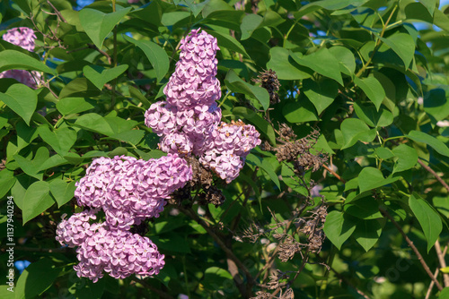 blossom of purple lilac in spring. delicate smell. syringa plant plant closeup nature background. sunny day. balmy cluster photo