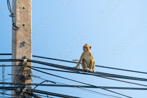 Photography A monkey sitting on a set of electrical wires high on a utility pole against a c