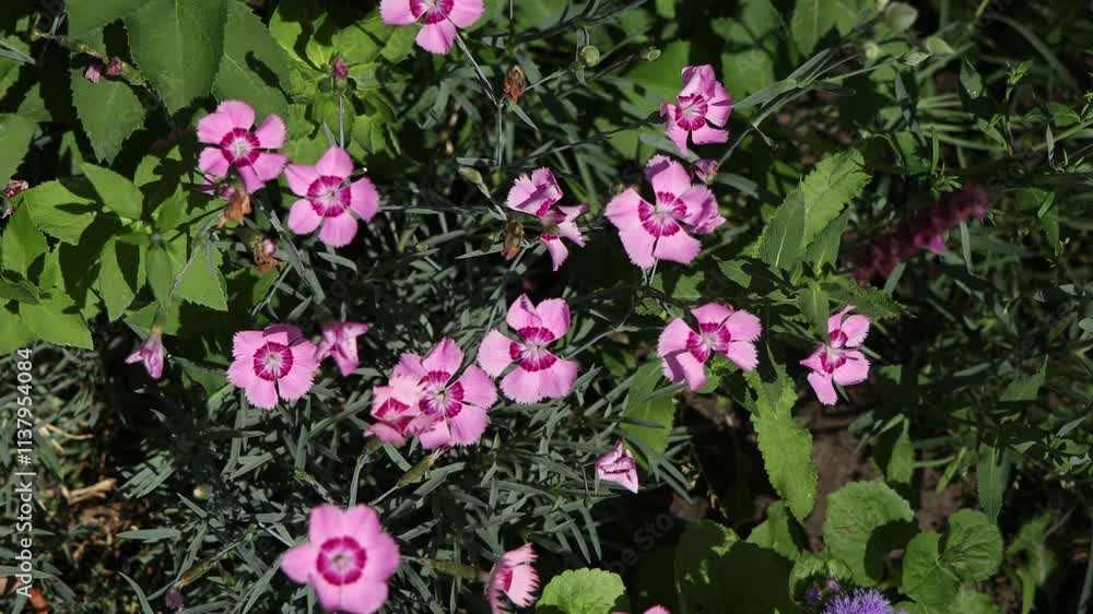 The video features delicate pink flowers with deep magenta centers blooming in a green garden. Sunlight highlights the vibrant petals and lush foliage, creating a serene and natural summer scene. The video features delicate pink flowers with deep magenta centers blooming in a green garden. Sunlight highlights the vibrant petals and lush foliage, creating a serene and natural summer scene.