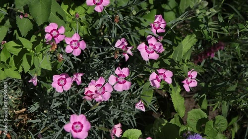 Wallpaper Mural The video features delicate pink flowers with deep magenta centers blooming in a green garden. Sunlight highlights the vibrant petals and lush foliage, creating a serene and natural summer scene. Torontodigital.ca