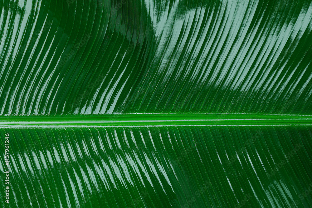 Fototapeta premium Fresh green banana leaf as background, closeup