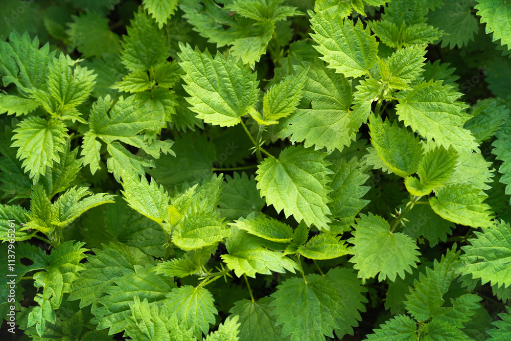 Fresh leaves of Nettle plant, Stinging nettle is a genus of plants from the Stingaceae family Fresh leaves of Nettle plant, Stinging nettle is a genus of plants from the Stingaceae family