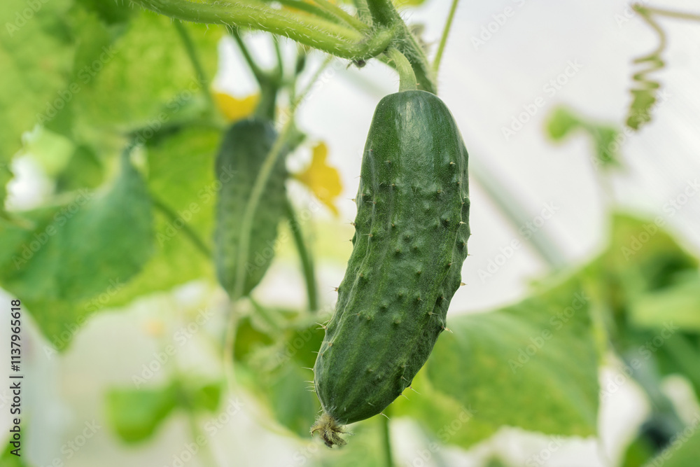Cucumbers grow on a branch in a greenhouse. Cucumbers grow on a branch in a greenhouse.