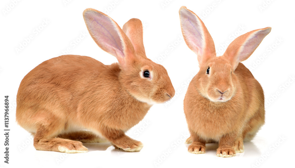 orange rabbit on white background orange rabbit on white background