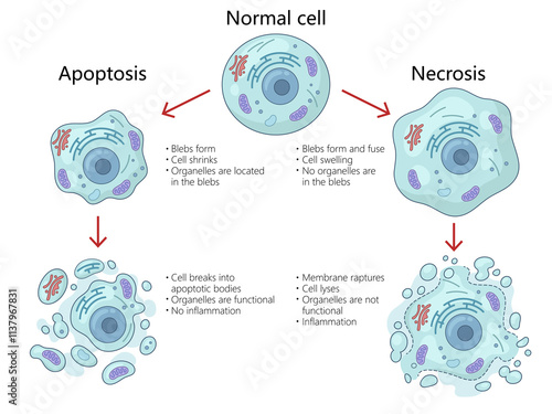 apoptosis and necrosis processes in cells, structural changes, organelle functions, inflammation differences diagram hand drawn schematic raster illustration. Medical science educational illustration photo