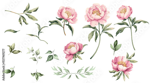 Watercolor peony flowers and leaves set. Hand drawing Watercolor flowers floral set.