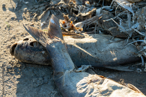 Rotten dead fish on the coast. Ecological toxic disaster. photo