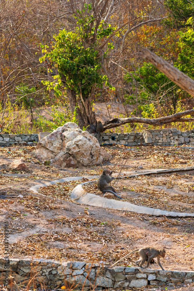 Obraz premium A dry landscape with a few monkeys present. There is a large rock positioned prominently, surrounded by sparse vegetation
