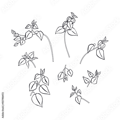 Hand drawn inky sketch style nettle plant set isolated on white background. Medicinal herb line art