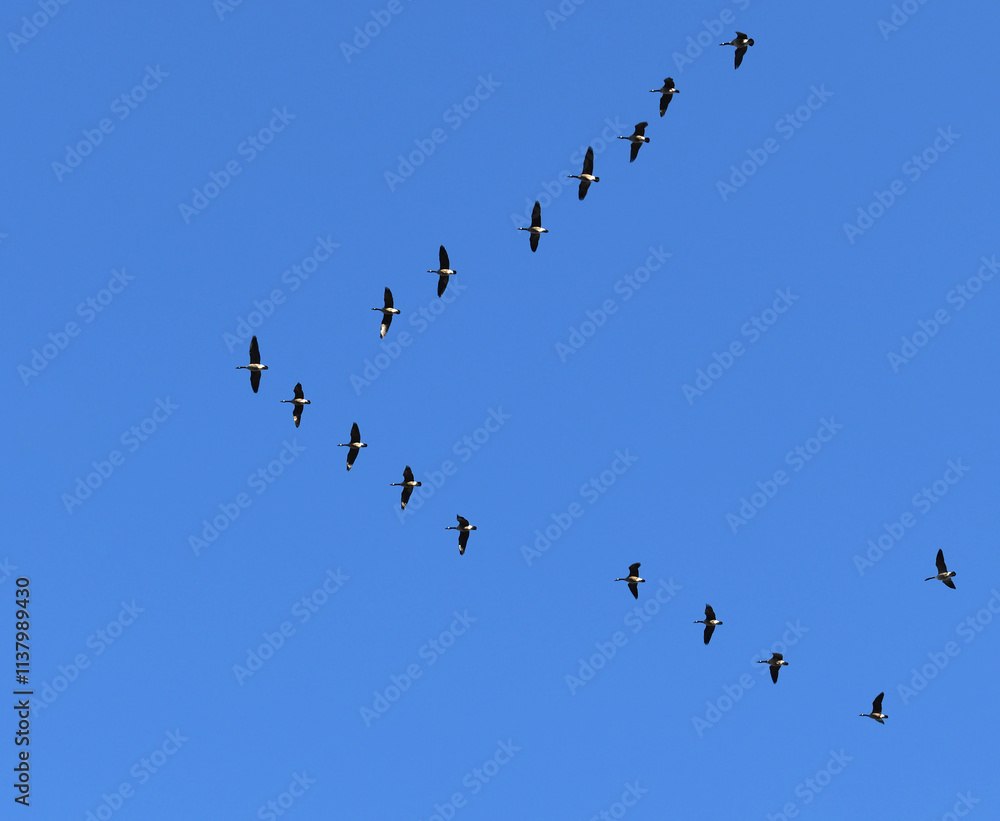 Flock of Canada geese (Branta canadensis) flying in blue sky Flock of Canada geese (Branta canadensis) flying in blue sky