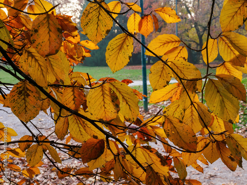 Autumn at Parco Sempione, Milan Autumn at Parco Sempione, Milan