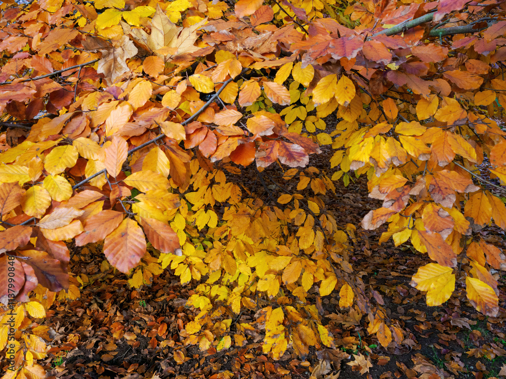 Autumn at Parco Sempione, Milan Autumn at Parco Sempione, Milan