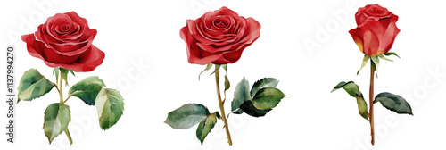 Red roses watercolor painting, three distinct roses with varying angles and details, vibrant petals, lush green leaves, isolated on transparent background, png