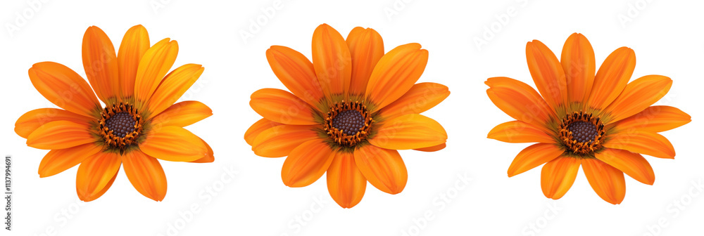 Fototapeta premium Orange flowers in bloom, vibrant petals, detailed center, arranged in three positions, bright and cheerful appearance, isolated on transparent background, png