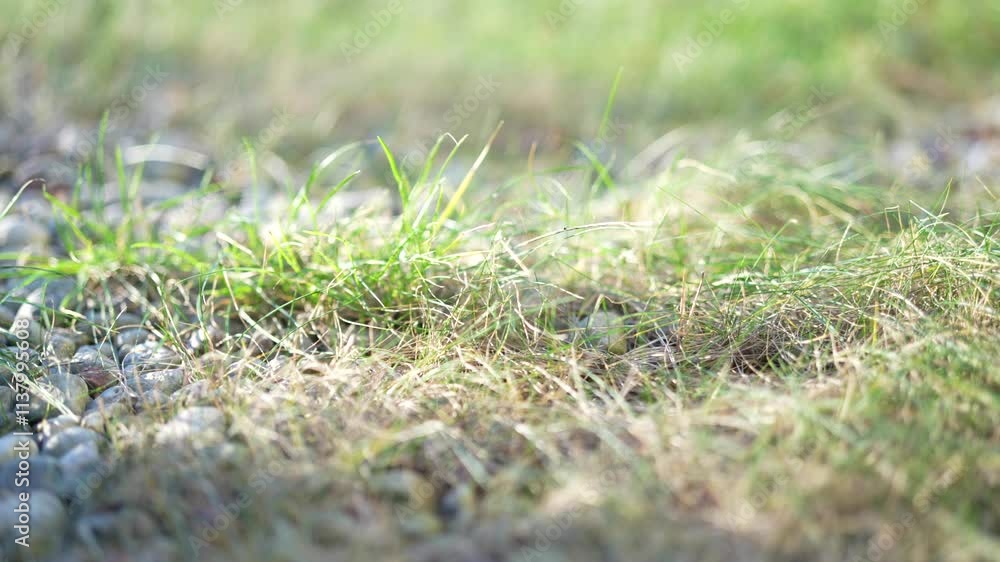 Video of slow motion grass waving in wind during early spring Video of slow motion grass waving in wind during early spring