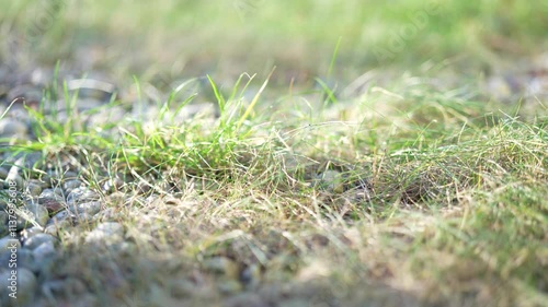 Video of slow motion grass waving in wind during early spring