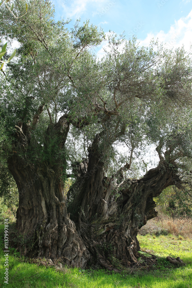 Fototapeta premium Olive tree over 1000 years old centenarian olive tree