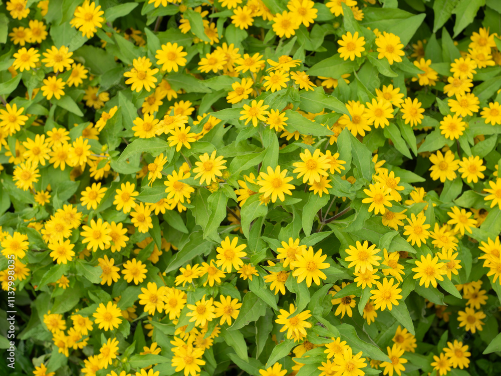 Colorful leaves and flowers for nature background.