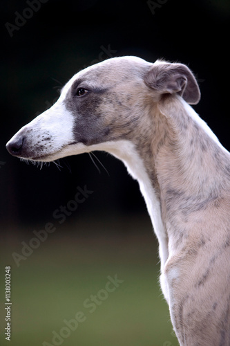 lévrier whippet