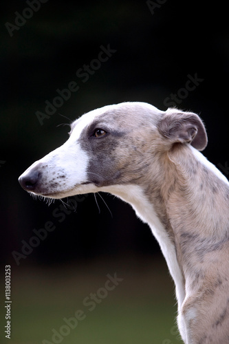 Obraz na płótnie lévrier whippet