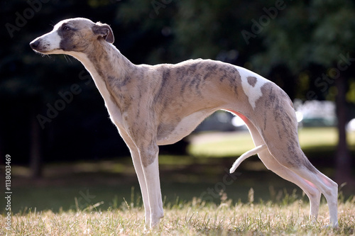 lévrier whippet
