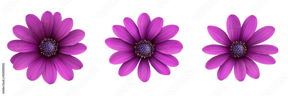 Fototapeta premium Purple flowers with vibrant petals and detailed centers, showcasing three identical blooms arranged in a row against a white background., isolated on transparent background, png